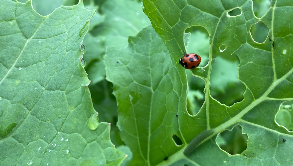 農薬を撒かないので昆虫が多い環境