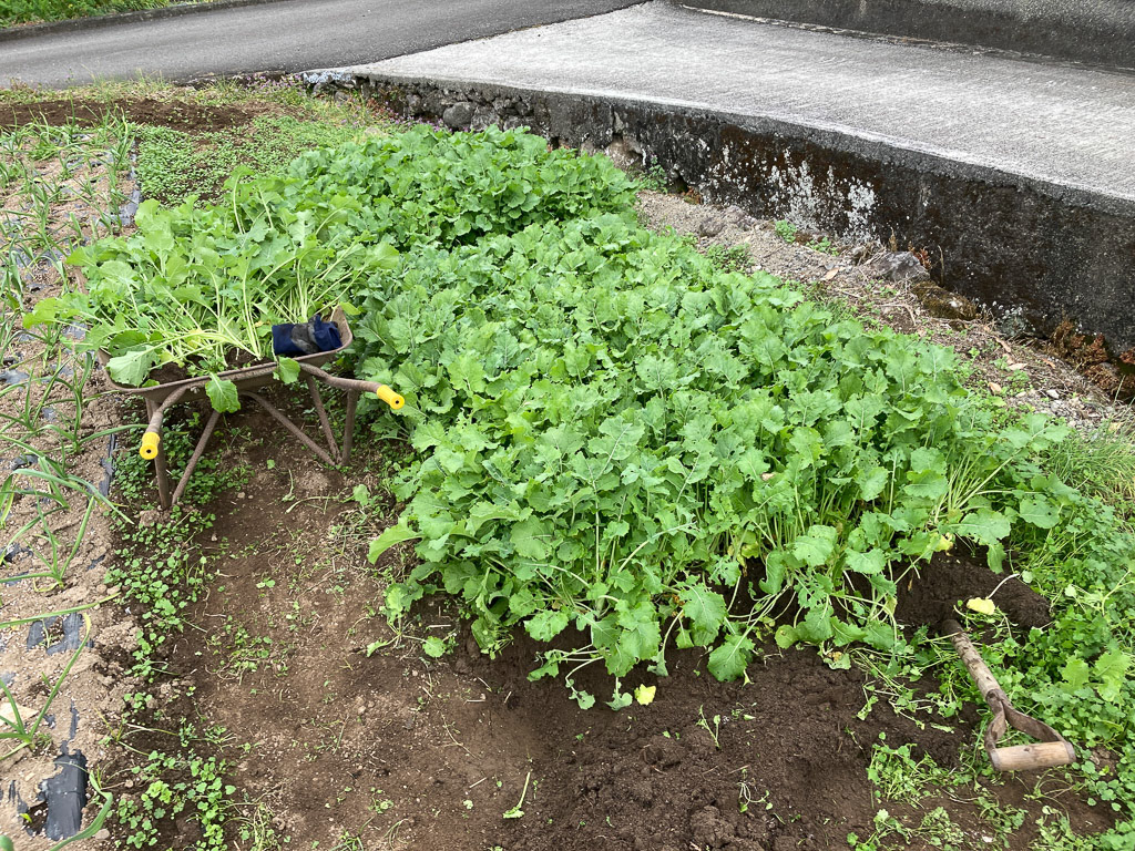 東京の地場野菜、のらぼう菜の苗床