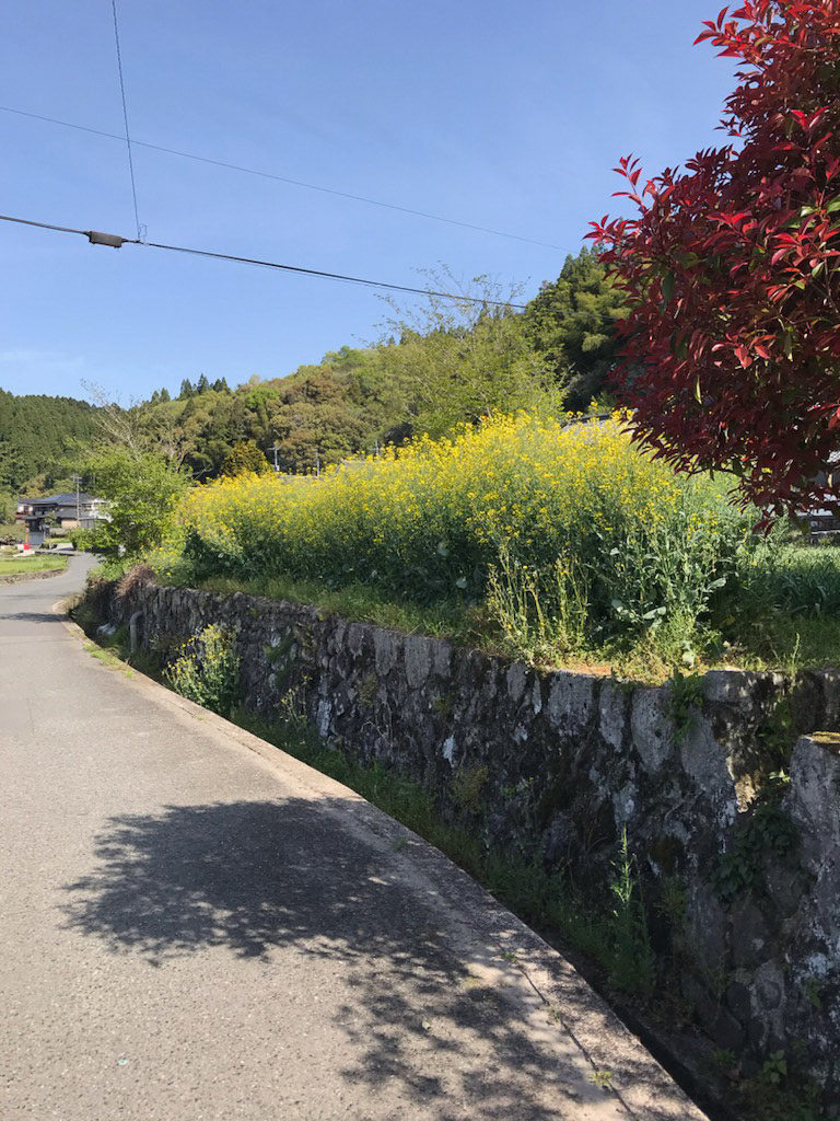 のらぼう菜の花