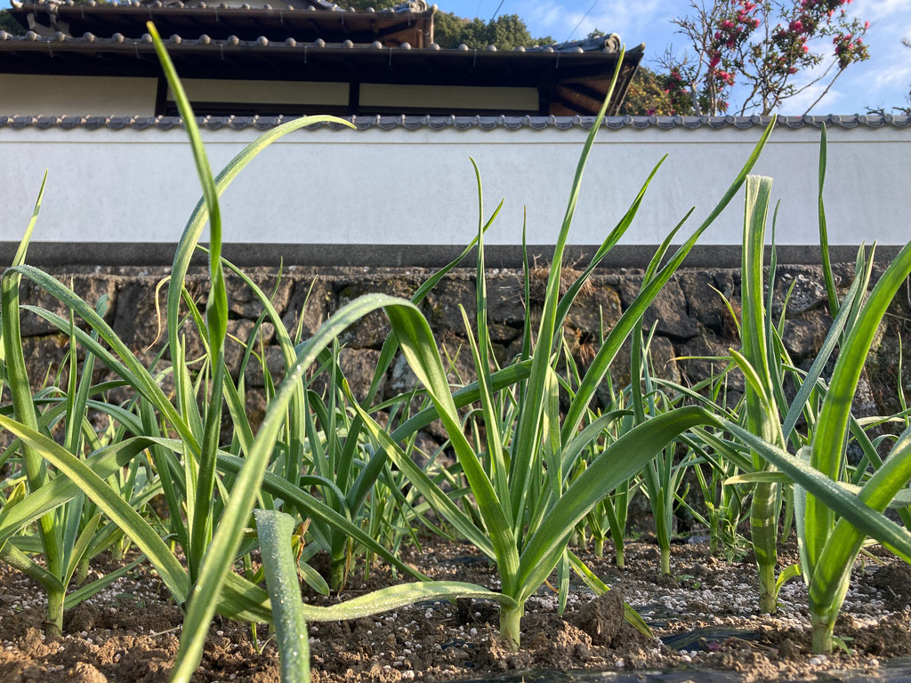 日が差すと霜が溶けます
