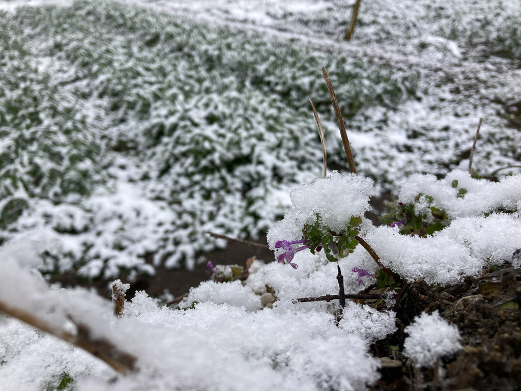 雪を背負ったホトケノザ