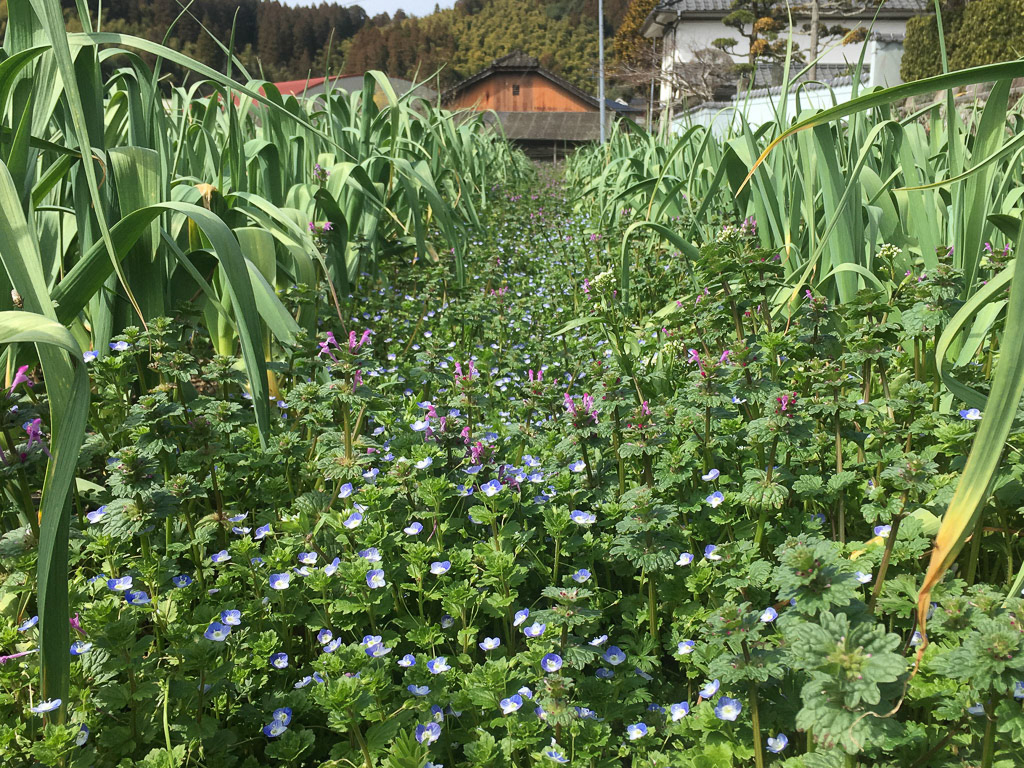 雑草の中で育ったにんにく