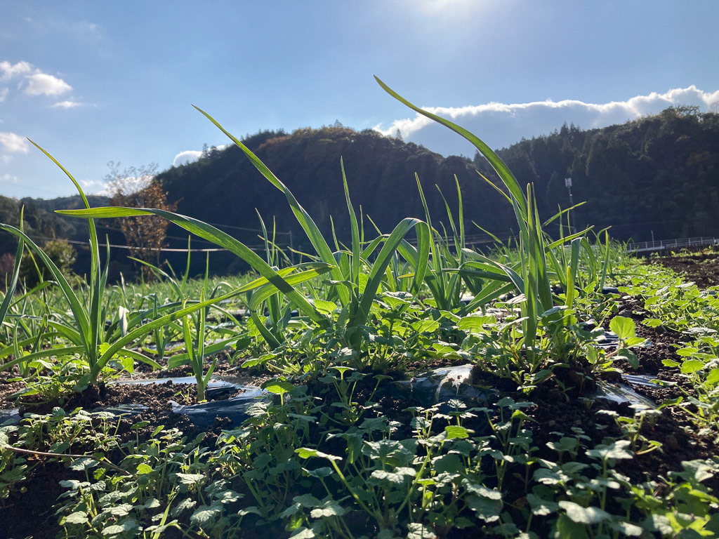 陽光の中でスクスクと