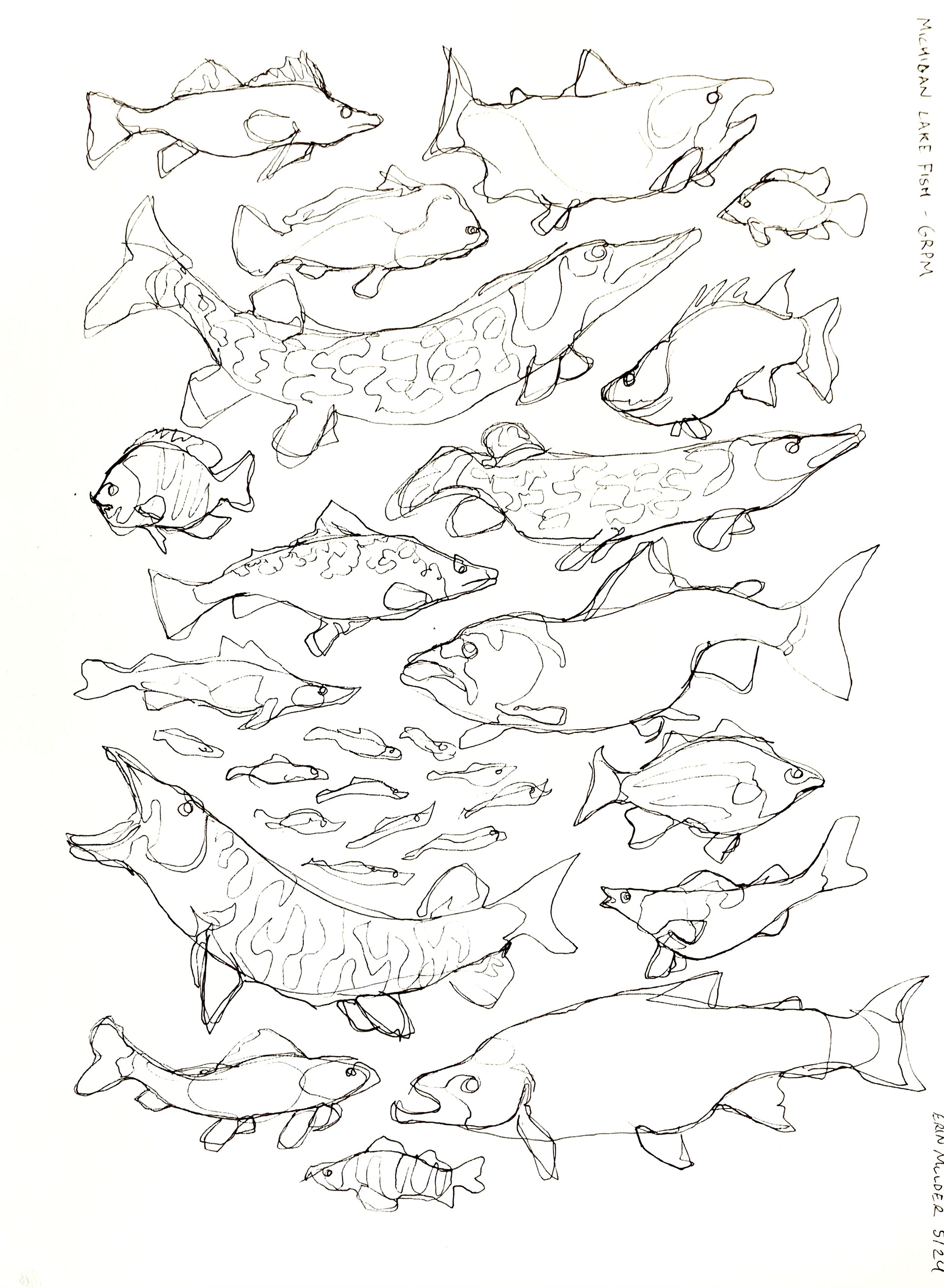 "Contours for Fish of Michigan," Ink, 2023