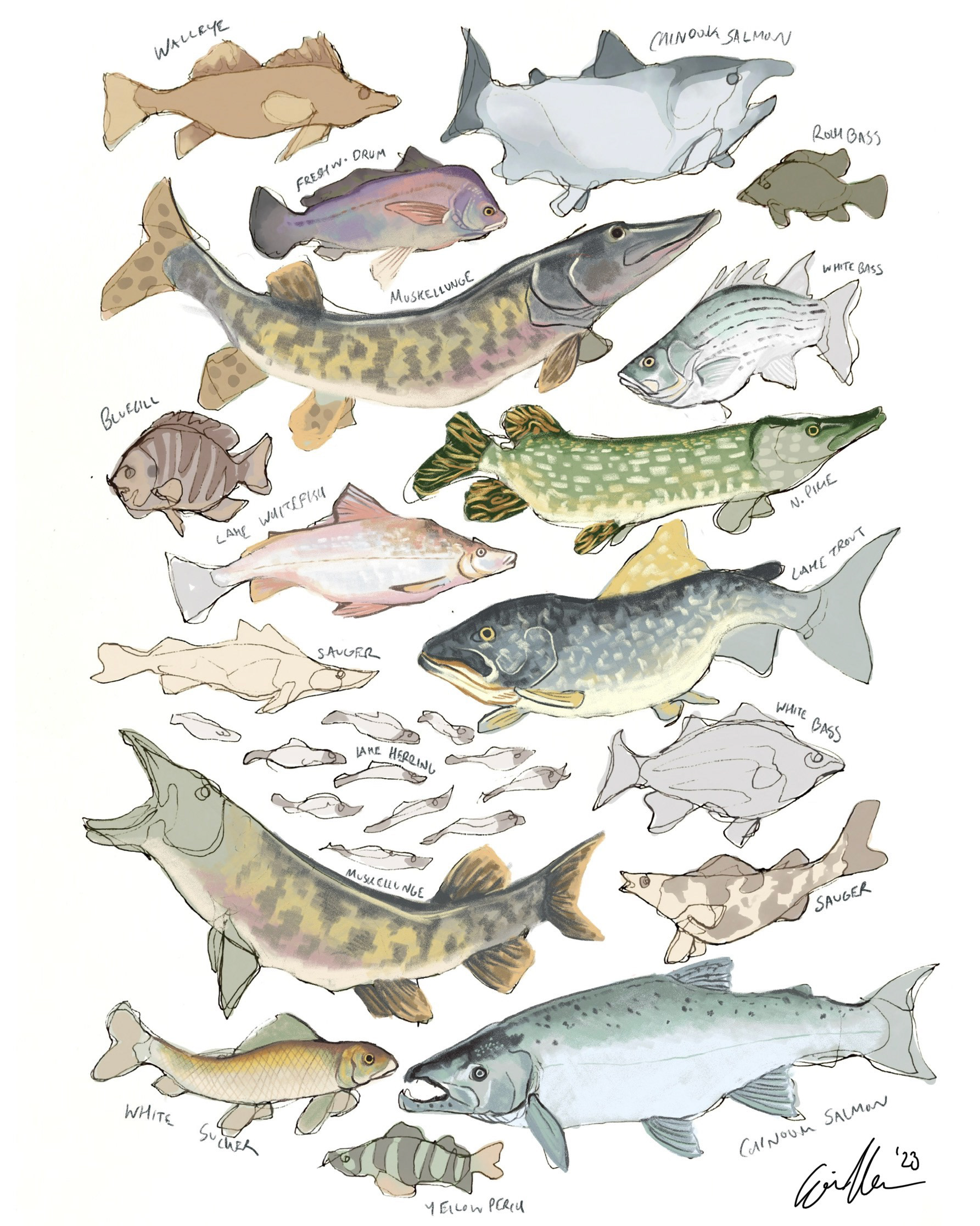"Fish of Michigan," Ink and Adobe Fresco, 2023