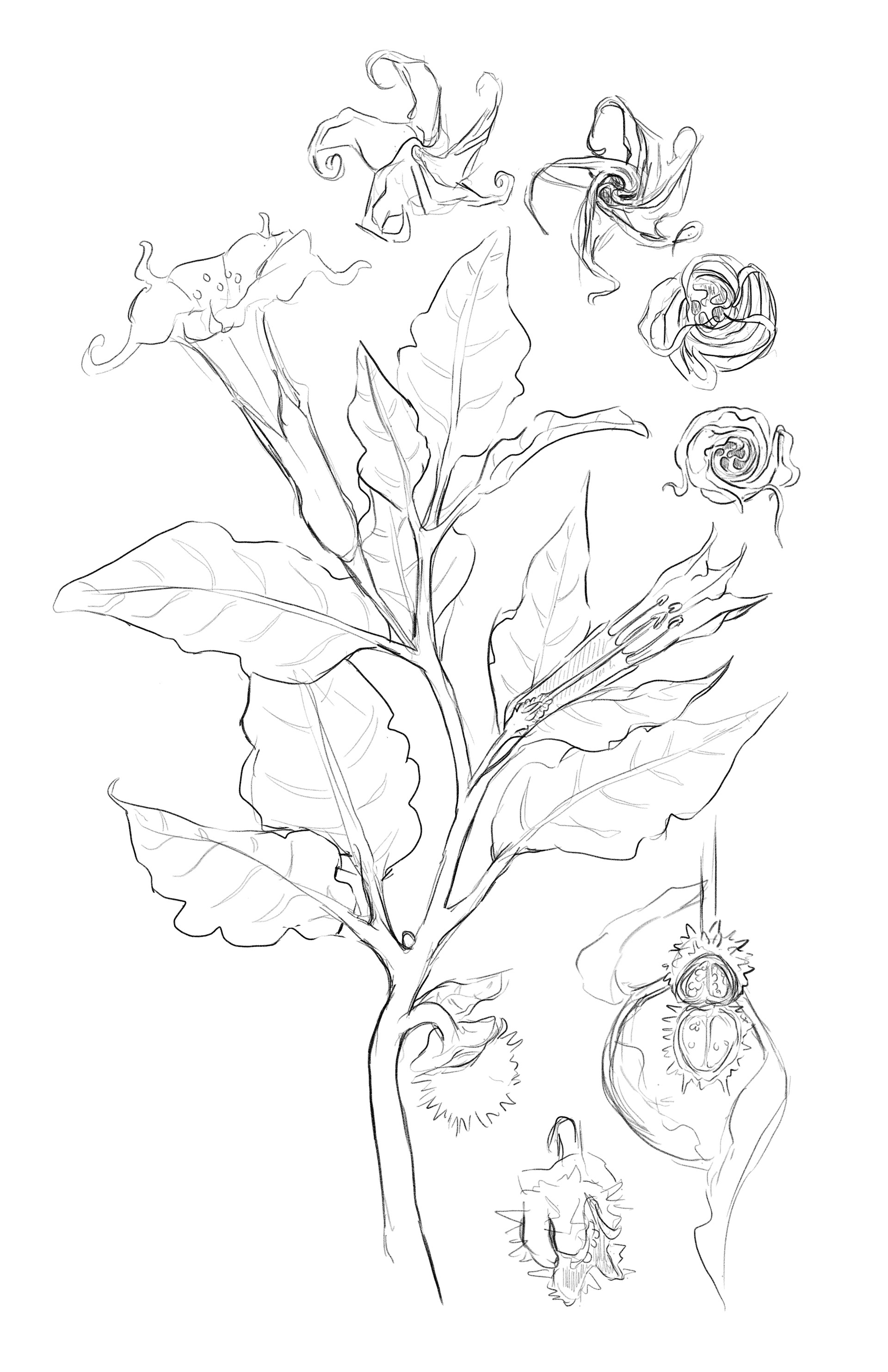 "Sketch for Sacred Datura," Adobe Fresco, 2024
