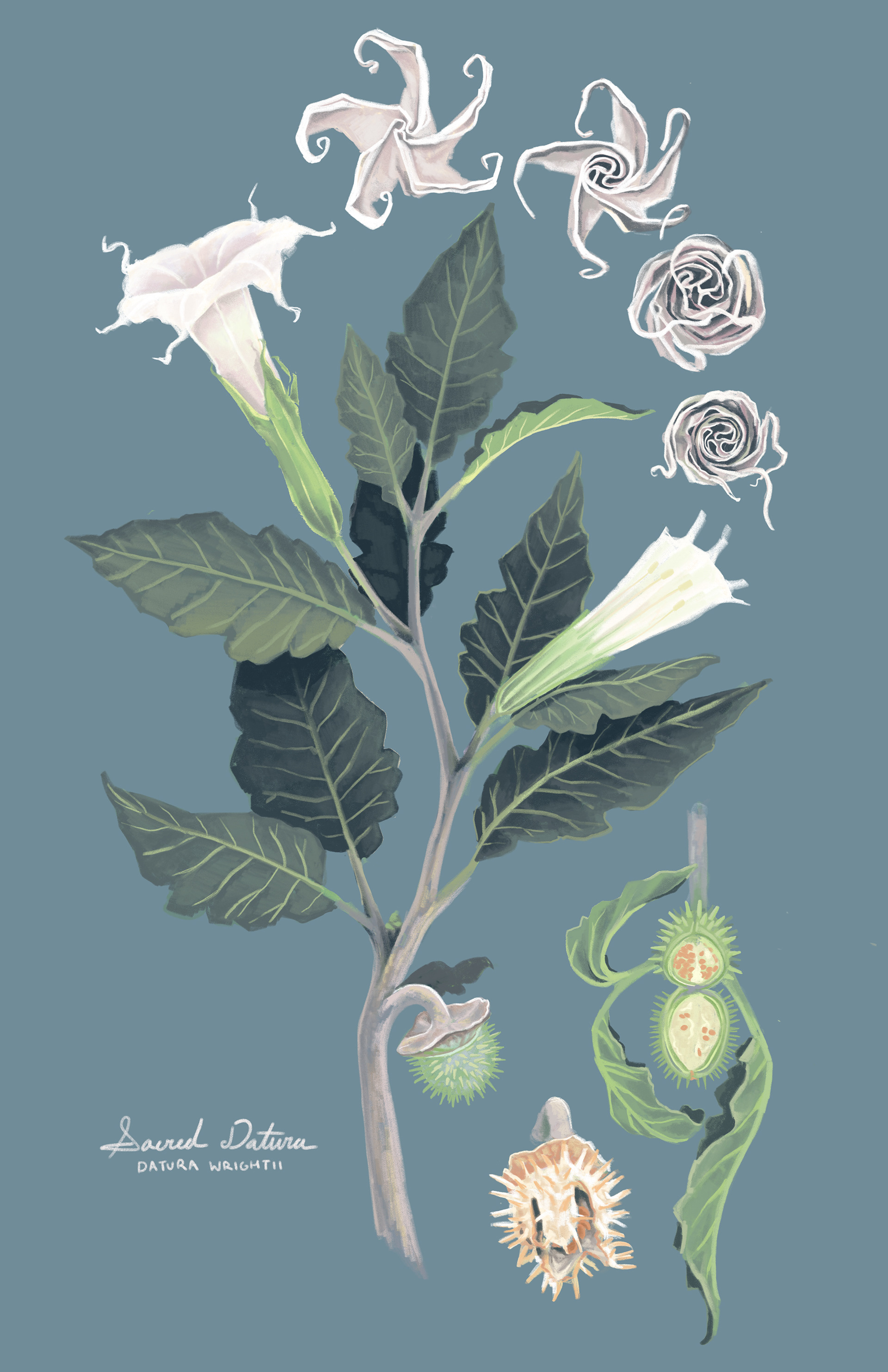 "Sacred Datura," Adobe Fresco, 2024
