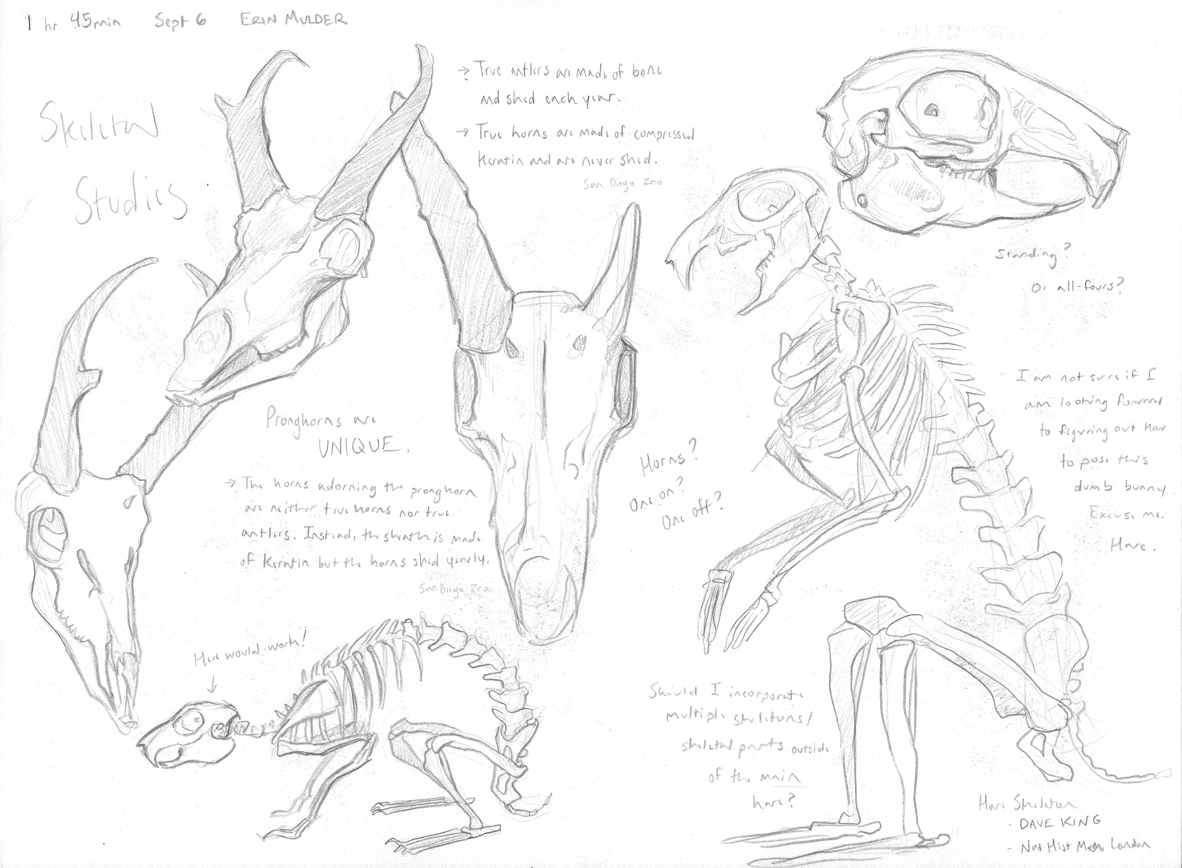 "Skeletal Studies for Unusual Hares," Pencil, 2022