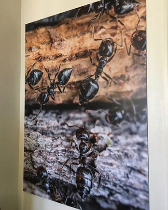 Digital print mounted on aluminium composite panel (Dibond)