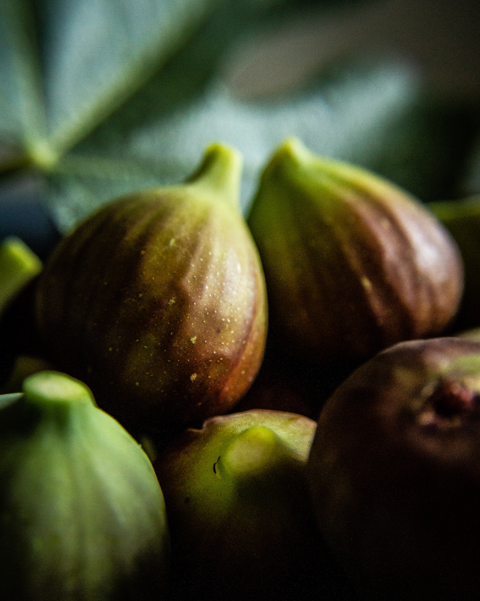 Saison des Figues