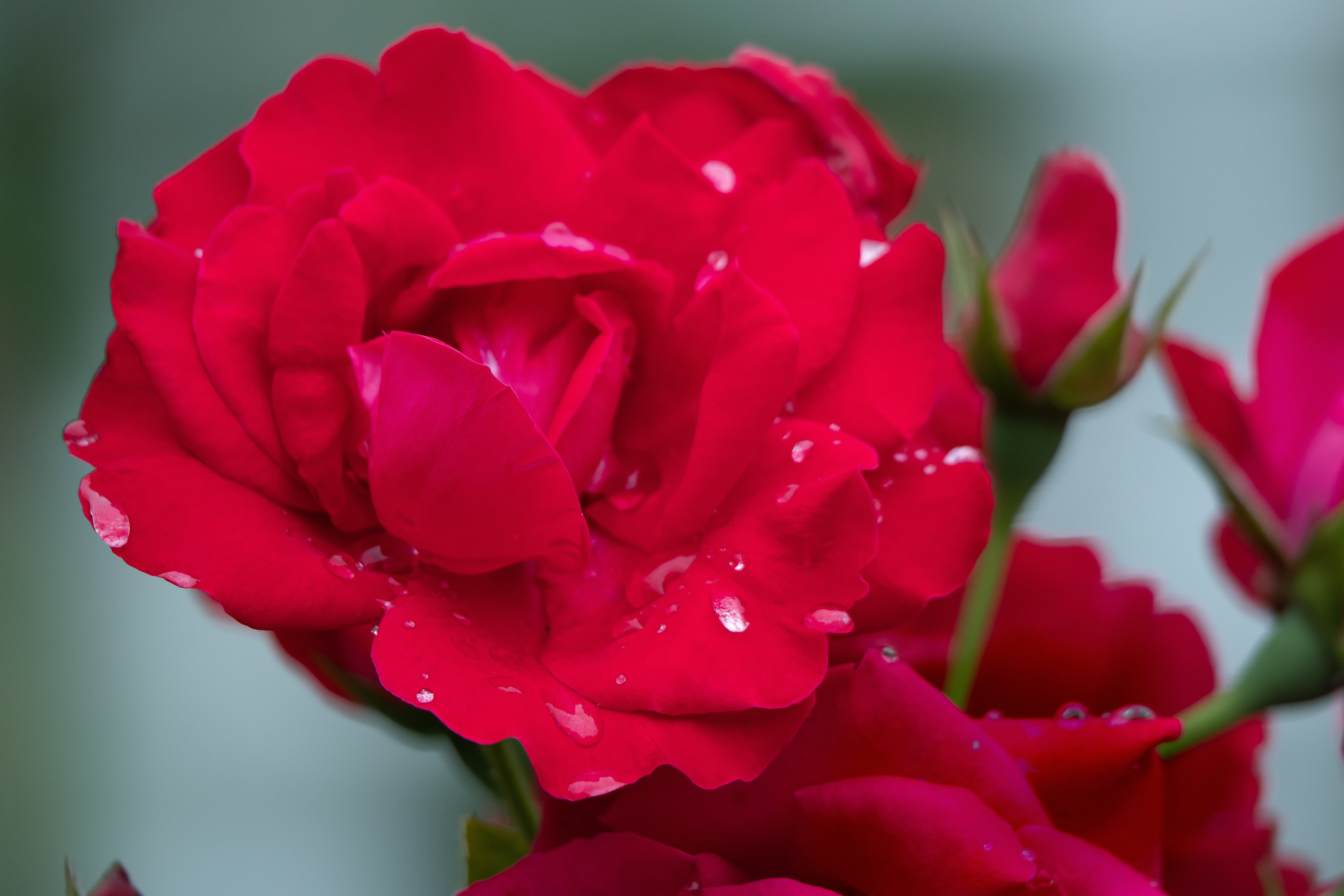 深紅の薔薇