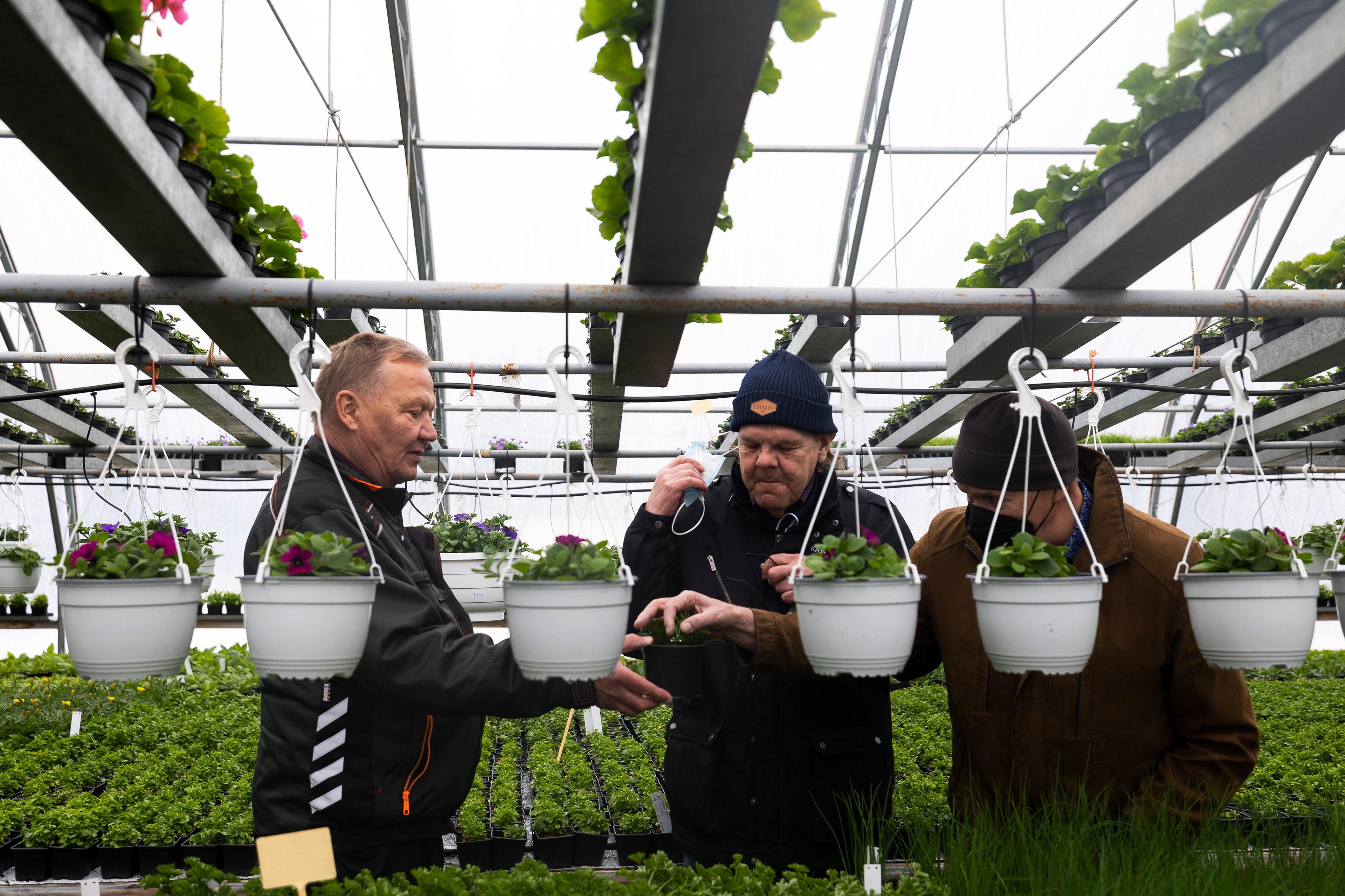 Viime vuonna eläkkeelle jäänyt Asko Ojavuo (vas.) on yrittänyt etsiä taimitarhalleen uutta yrittäjää Yritysten Jatkumo-hankkeen kautta. Ojavuo maistatutti yrttejä hankkeen työntekijöille. Kainuun Sanomat, 2022.