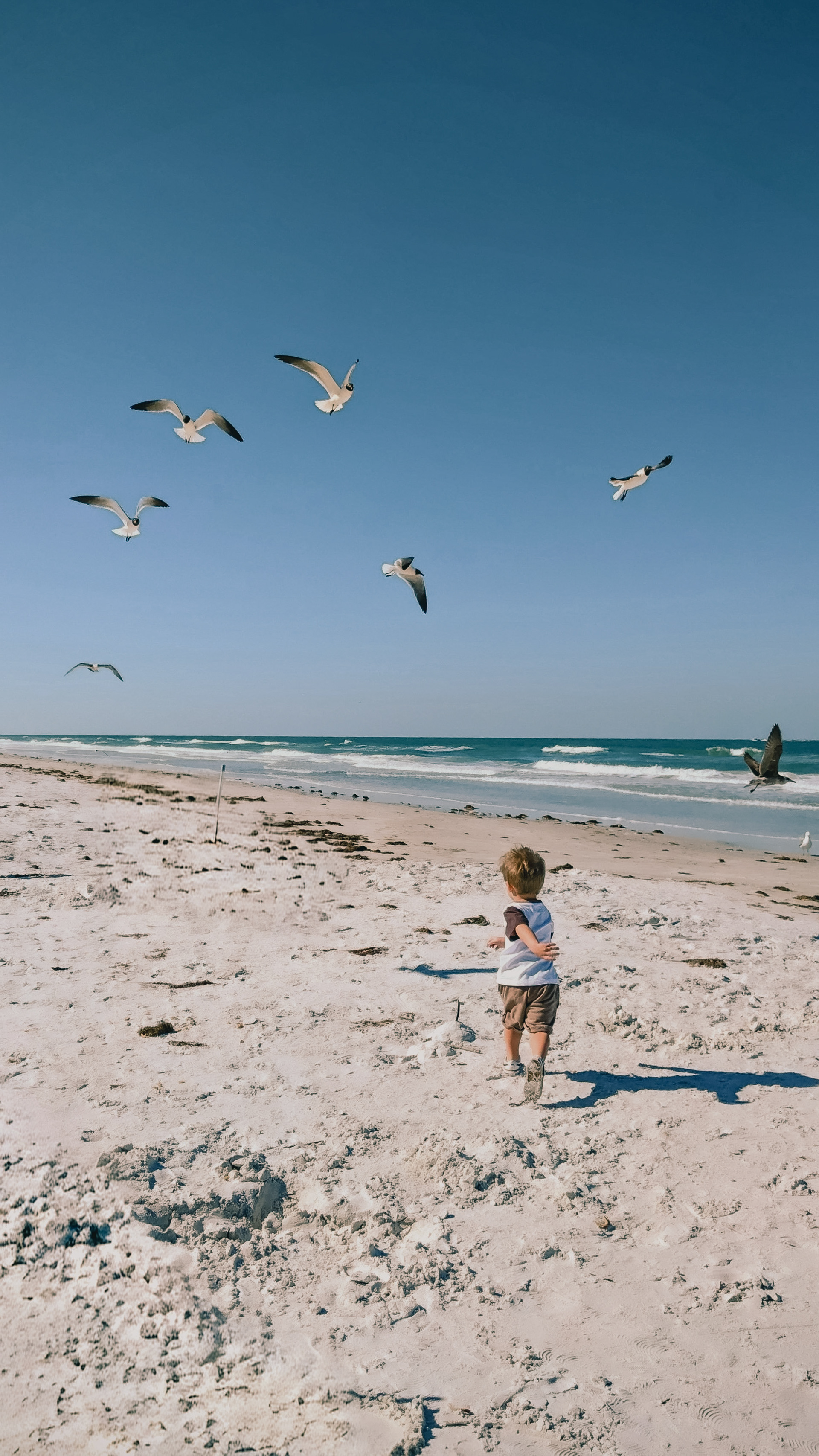 boy and seagulls