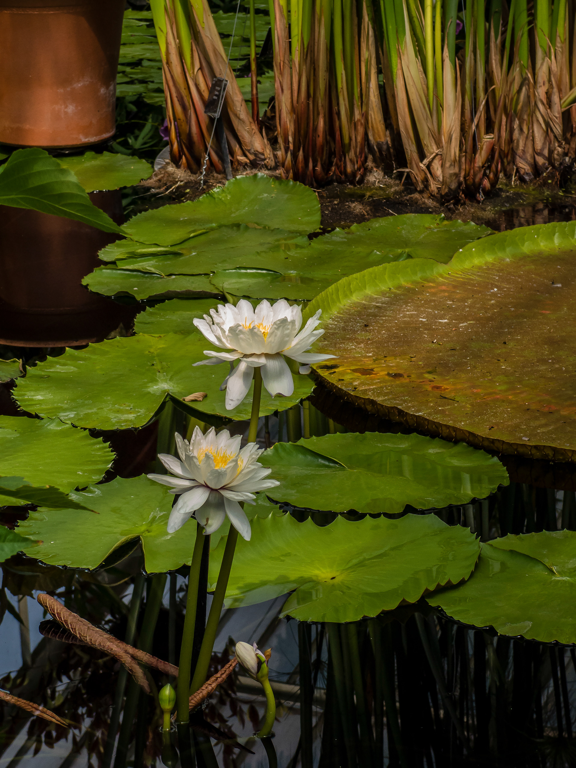 Lotus, Kew Gardens, London, UK