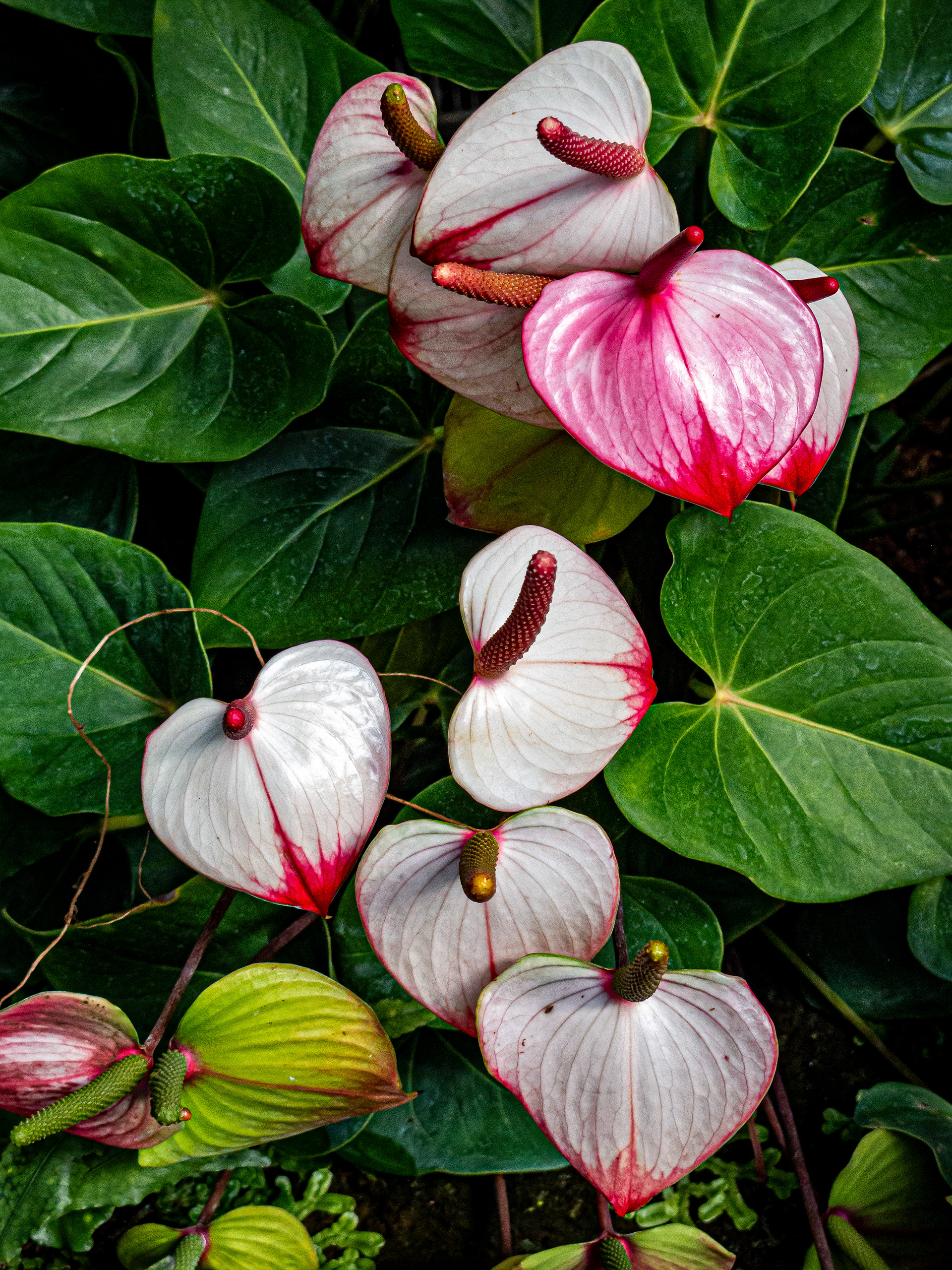 Kew Gardens, London, UK