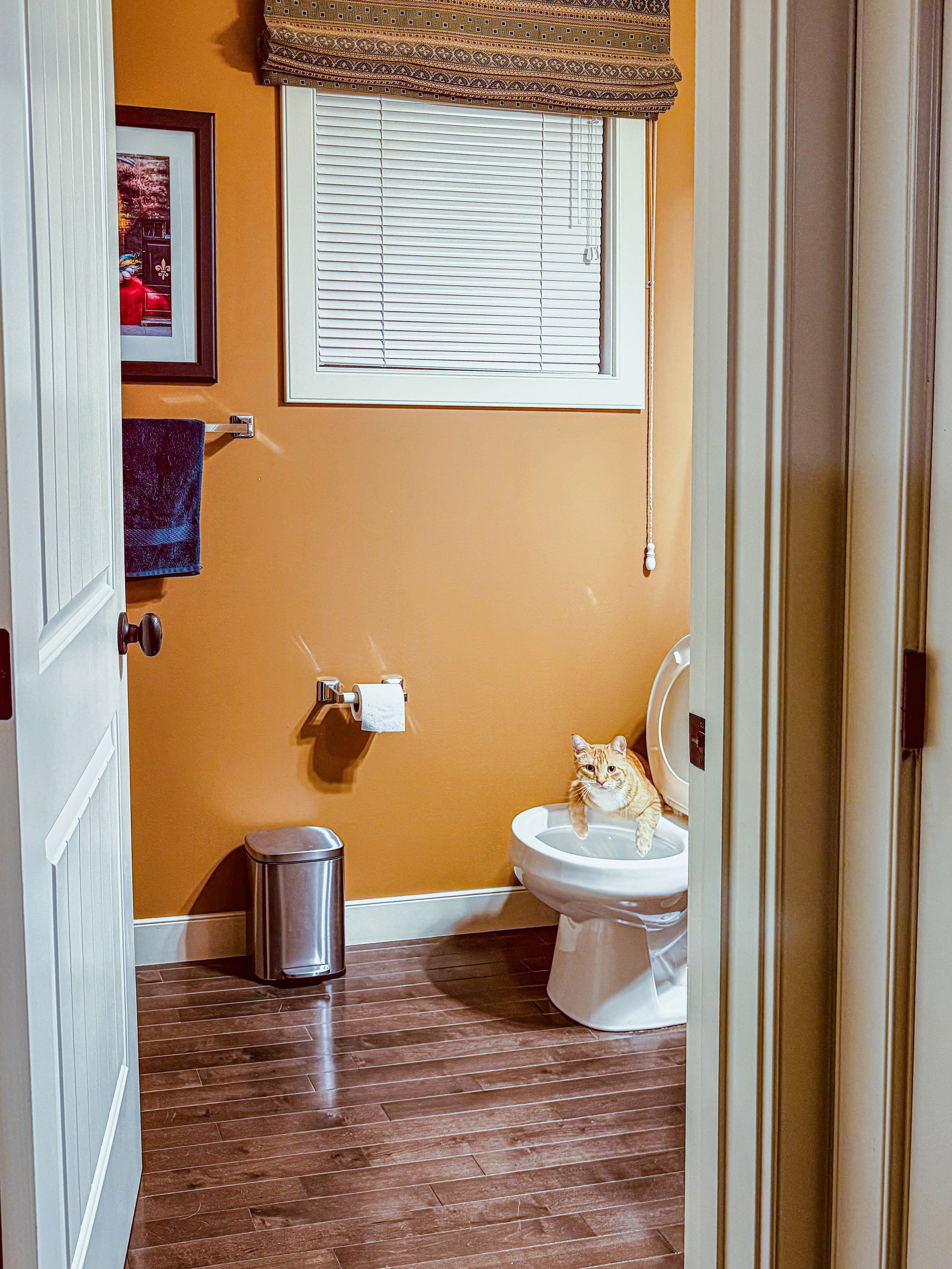 Olive at her drinking bowl