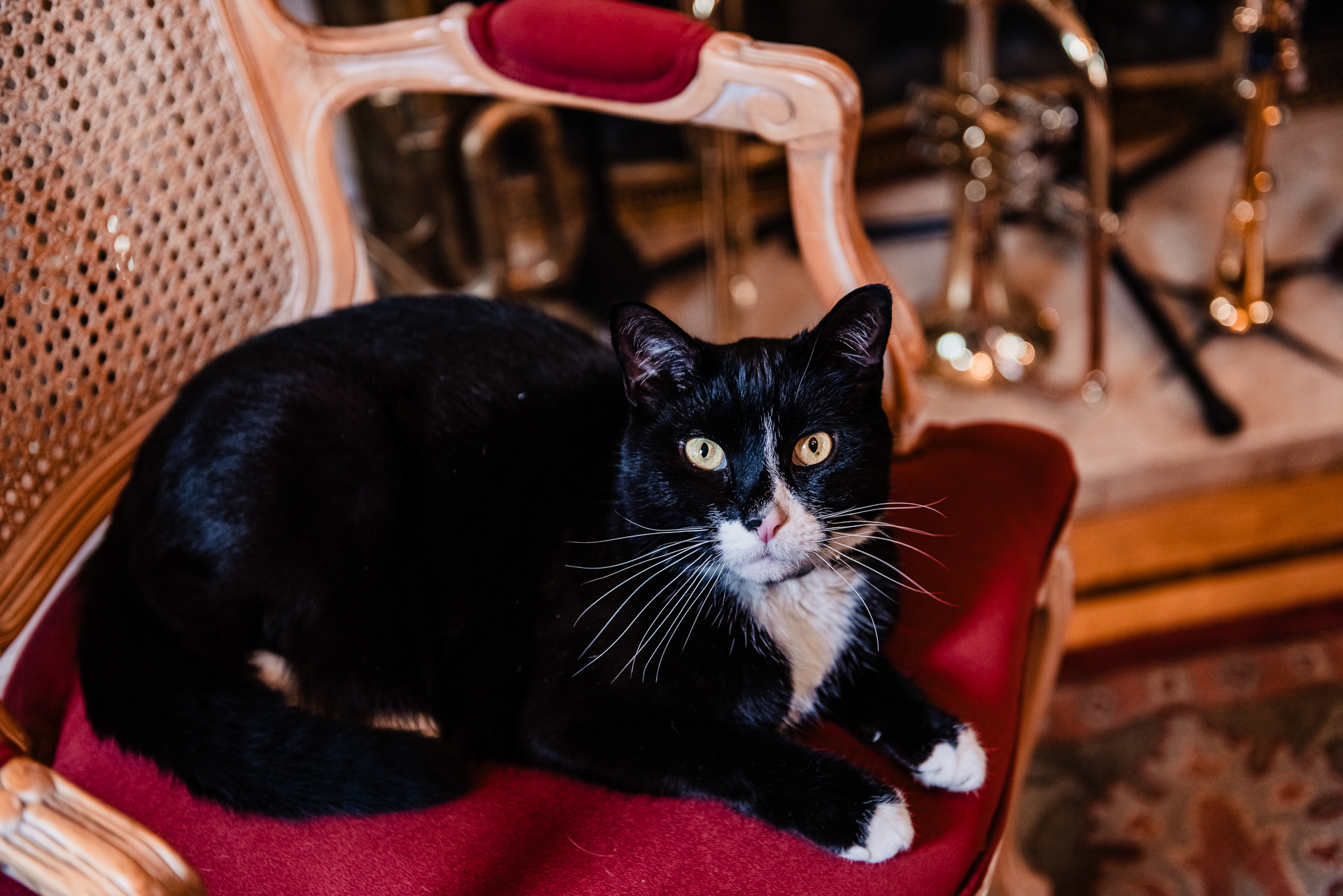 Paquito's Cat!