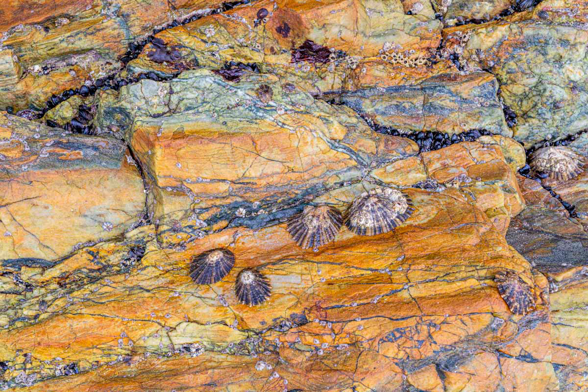 limpets