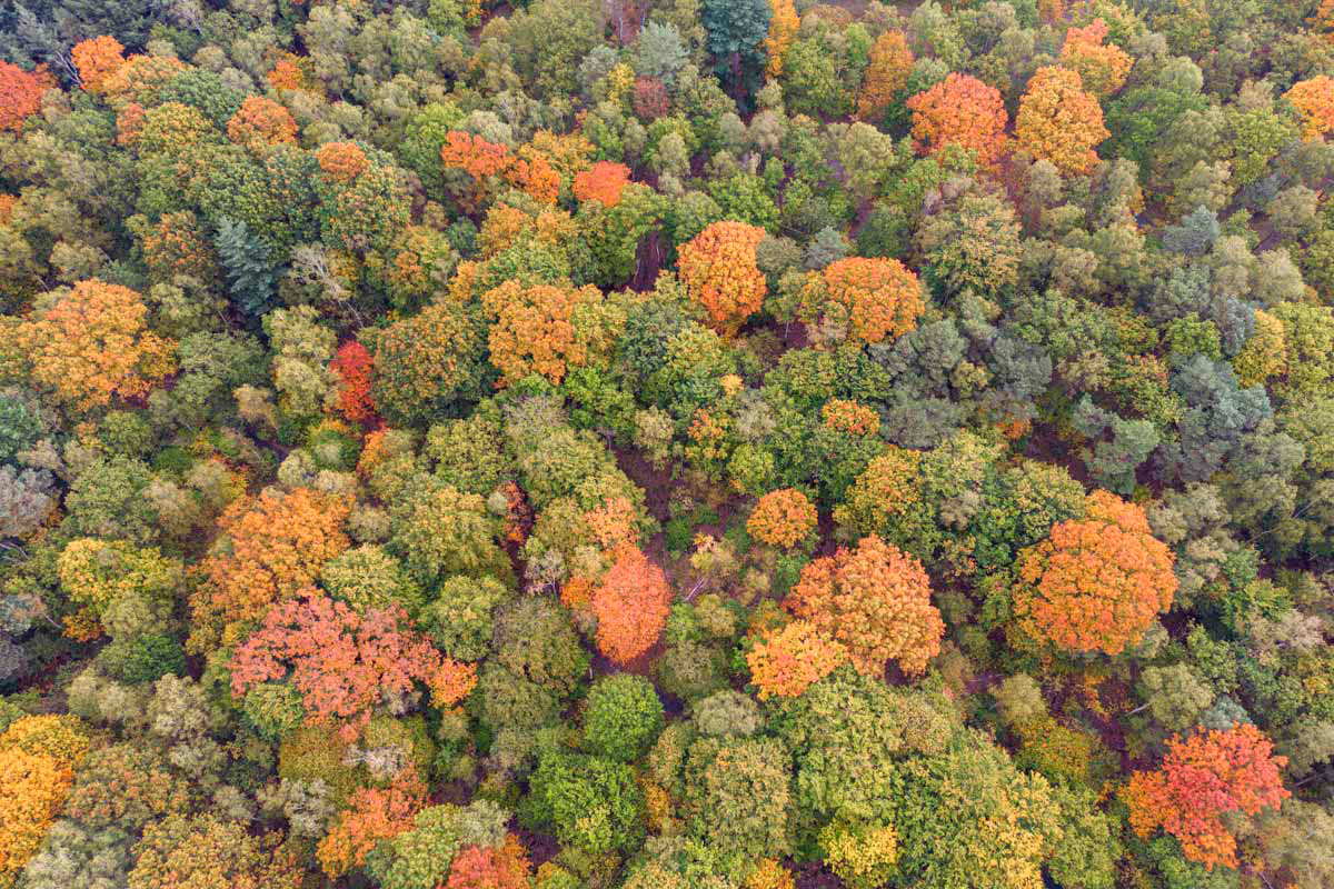 autumn trees in bantam
