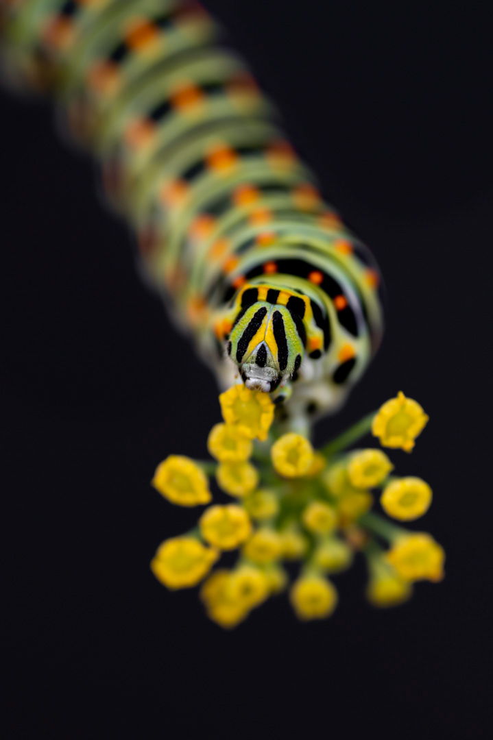 swallowtail caterpillar feeding on fennel