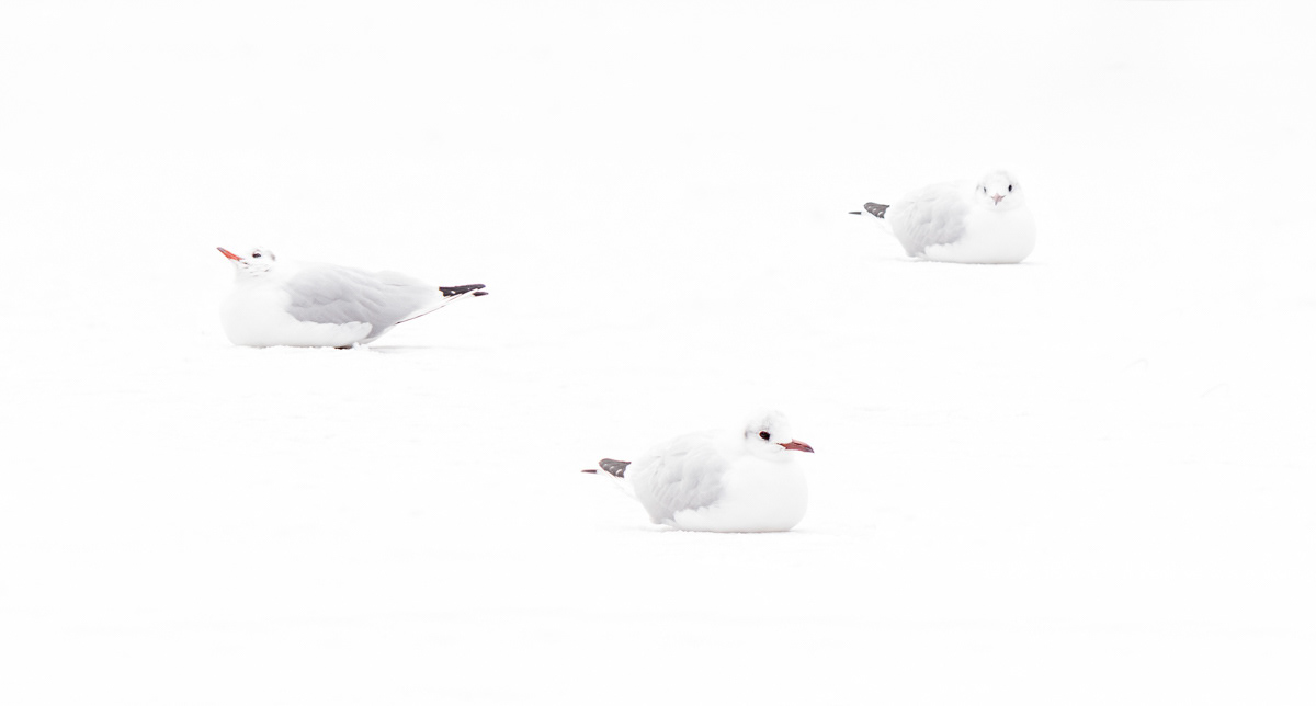 gulls resting on a frozen pond covered with snow