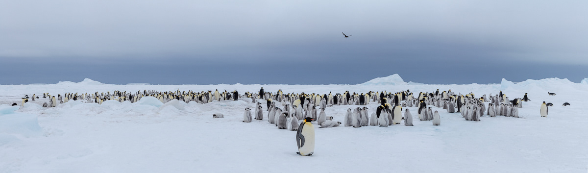 panoramic view of the colony