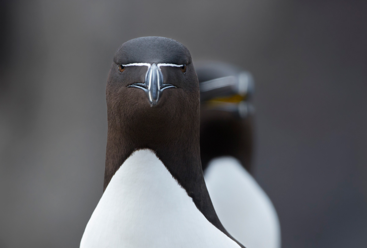 razorbills