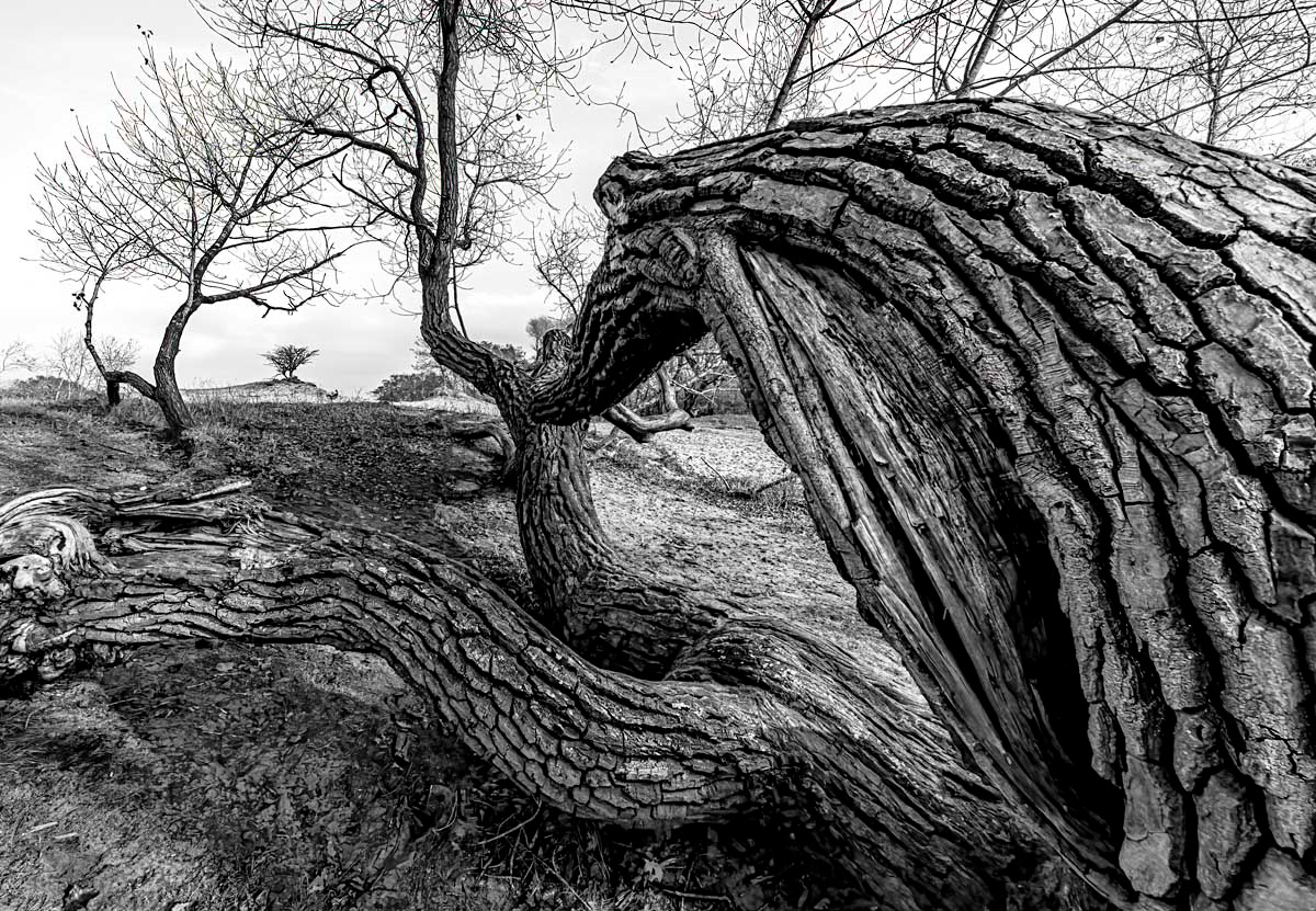 in the dunes in november