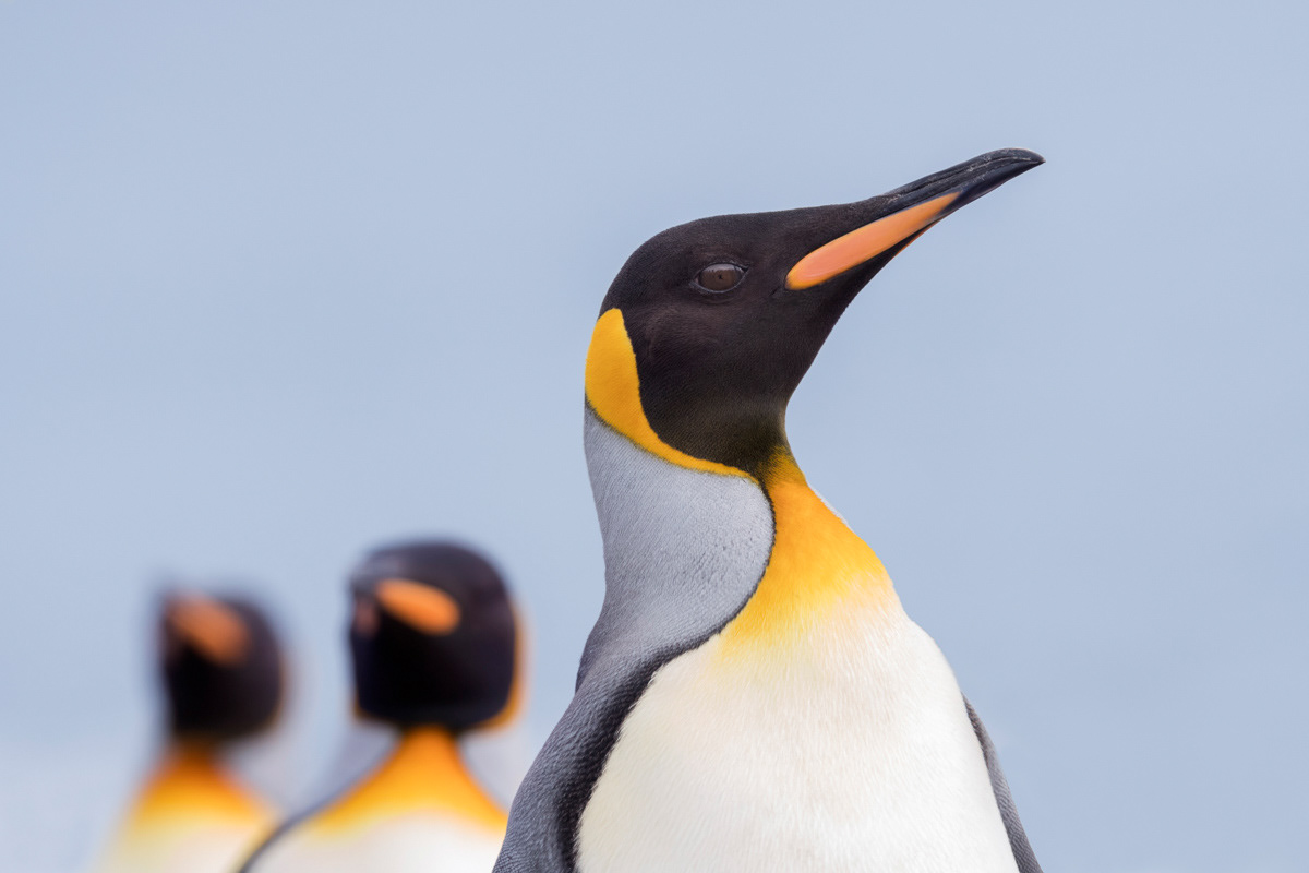 king penguins