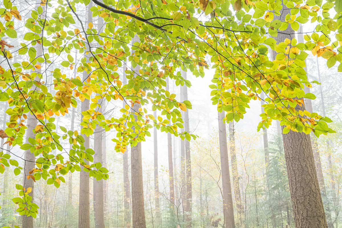 a foggy day in speulder forest