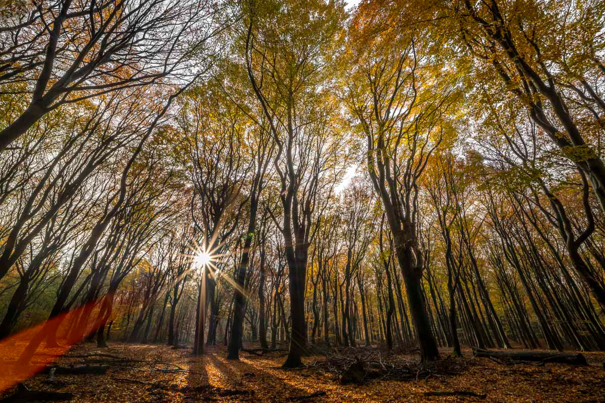 autumn forest (november)