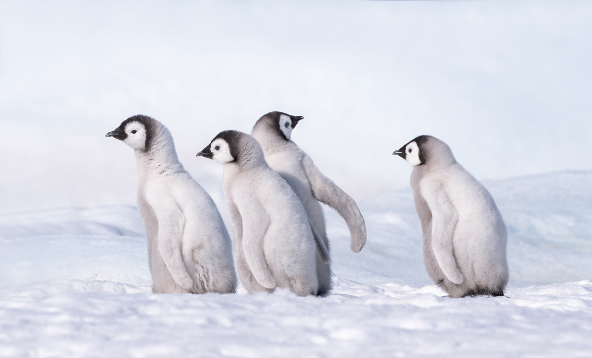 emperor penguin chicks sticking together