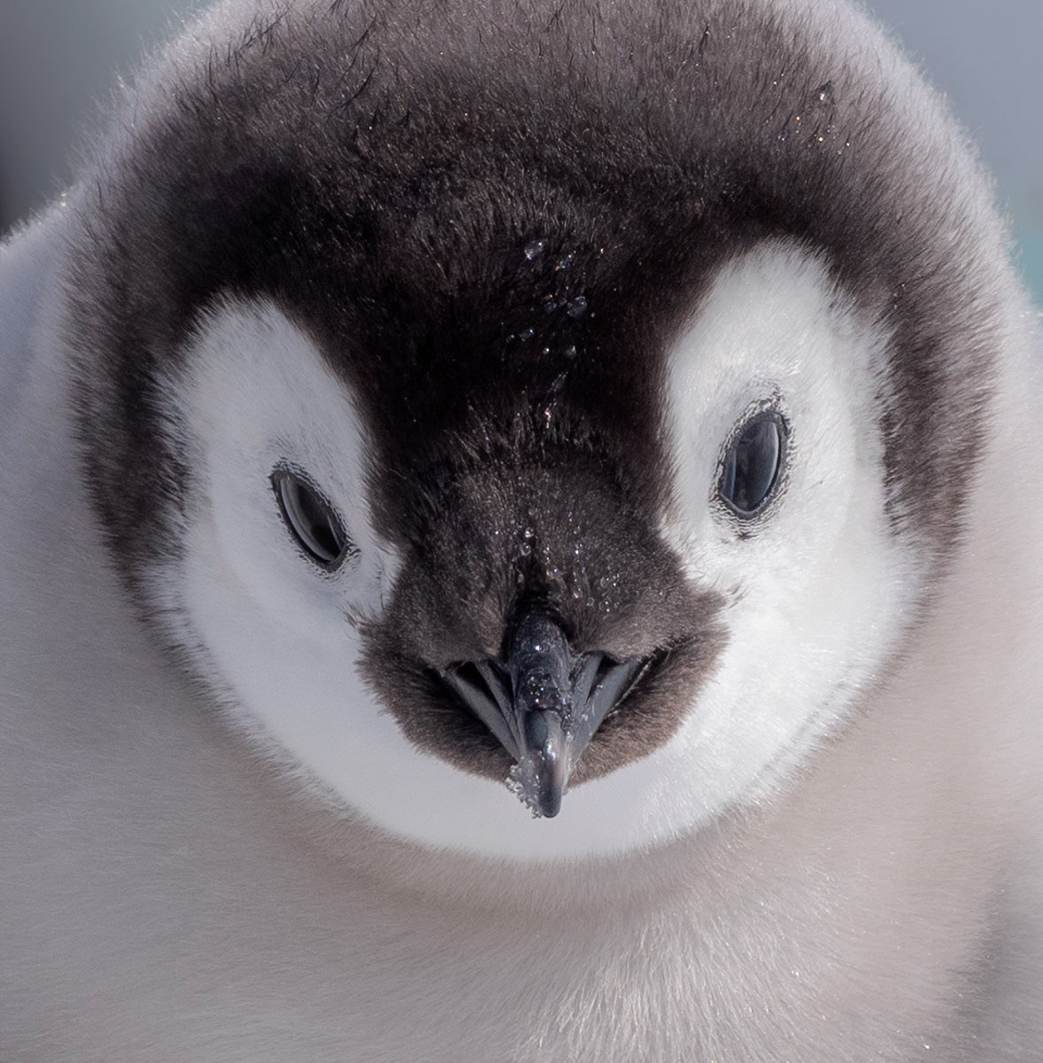 emperor penguin chick portrait
