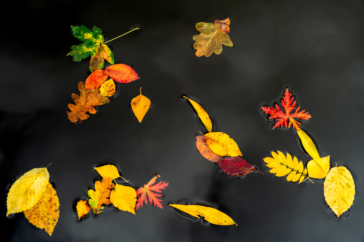 floating leaves in september