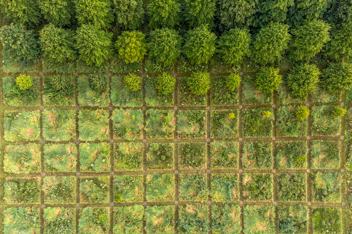 lime trees in land art project tempo