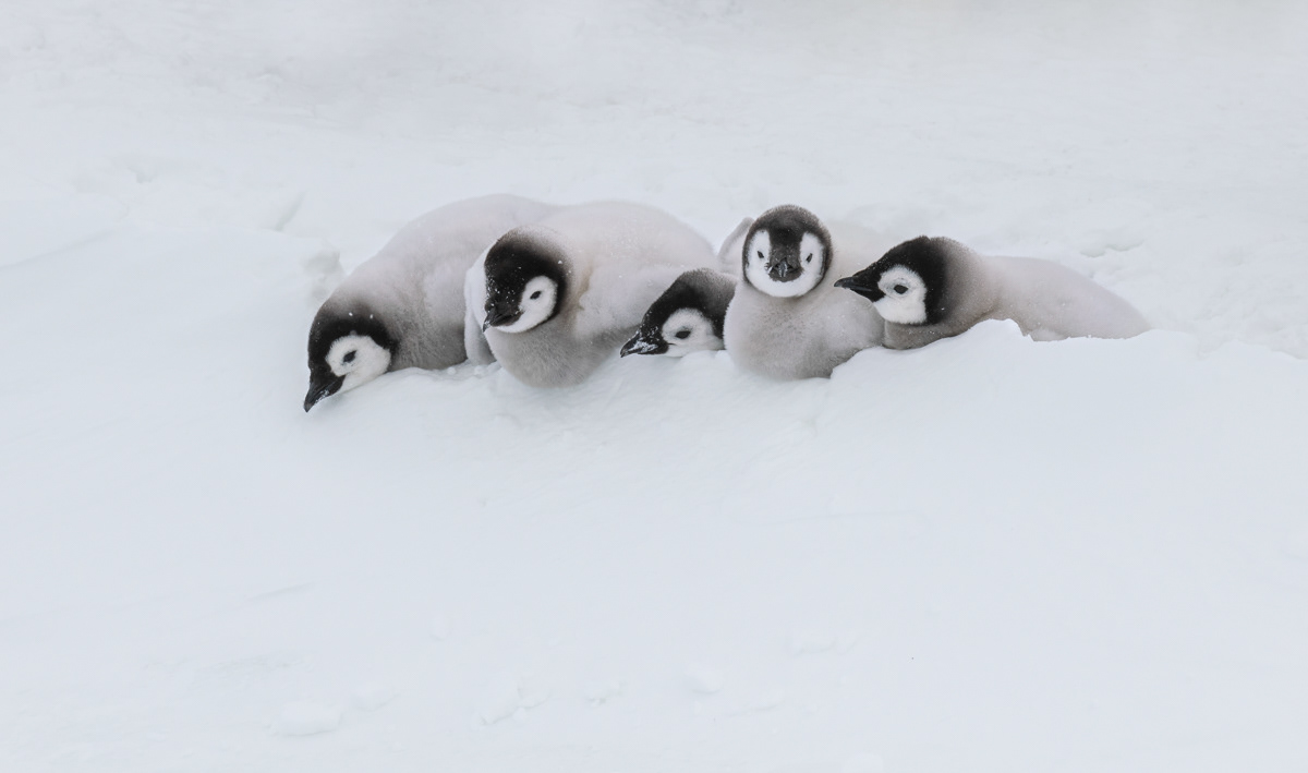 emperor chicks eating snow