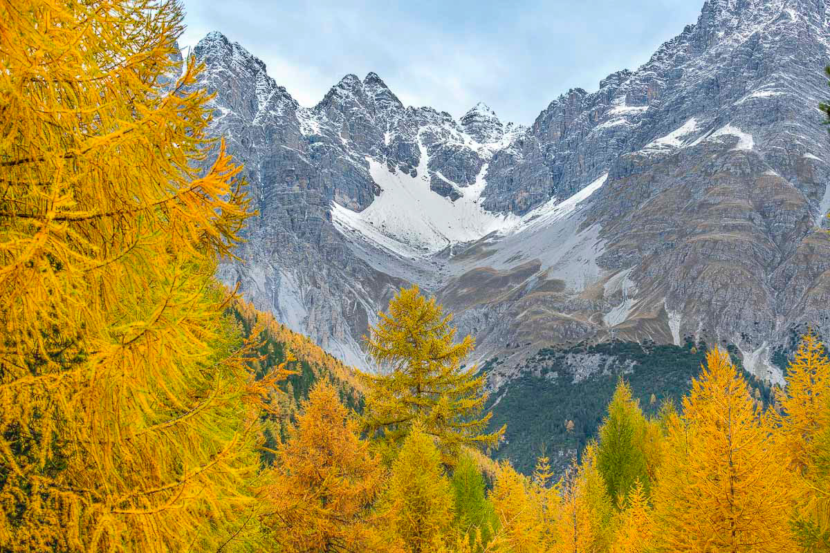 snowcapped mountains and yellow larches