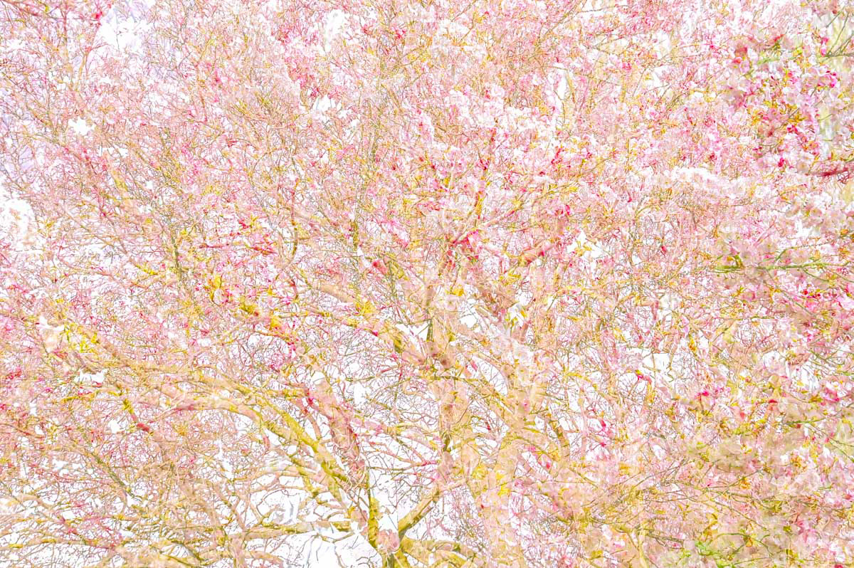 spring tree fantasy