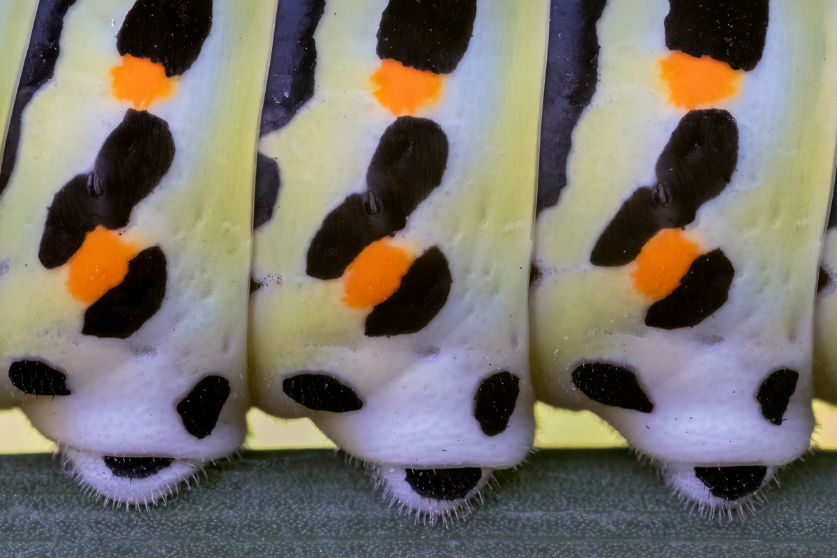 swallowtail caterpillar detail