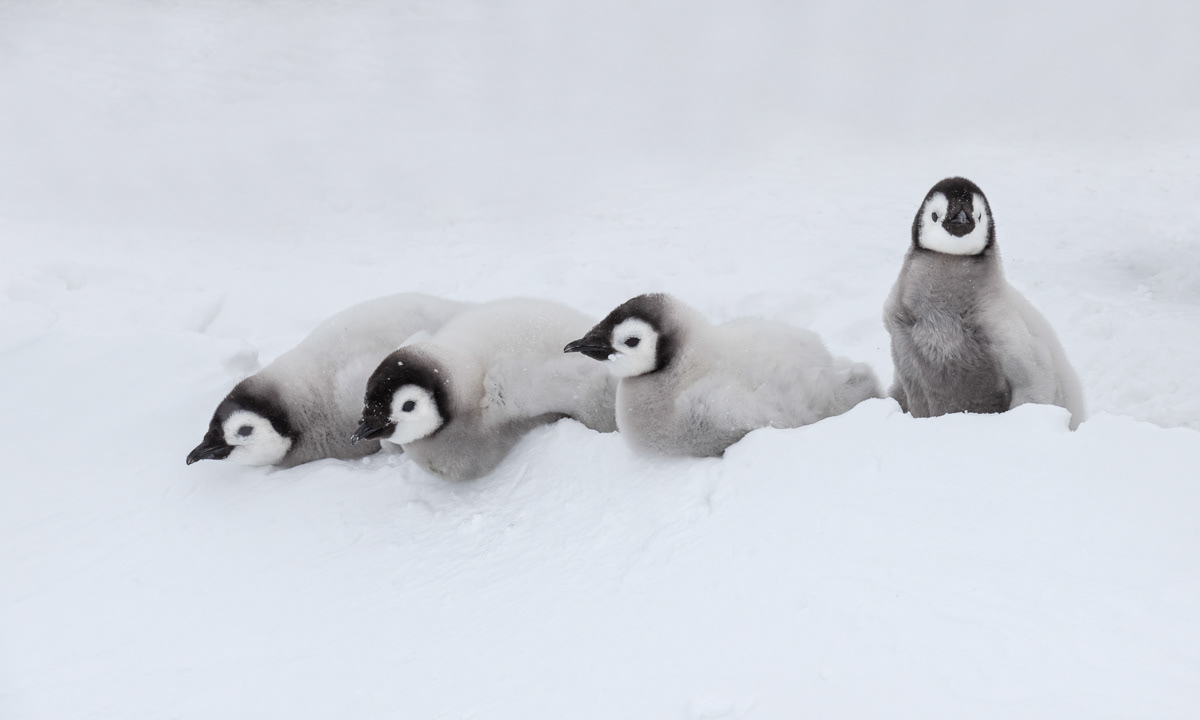emperor chicks eating snow