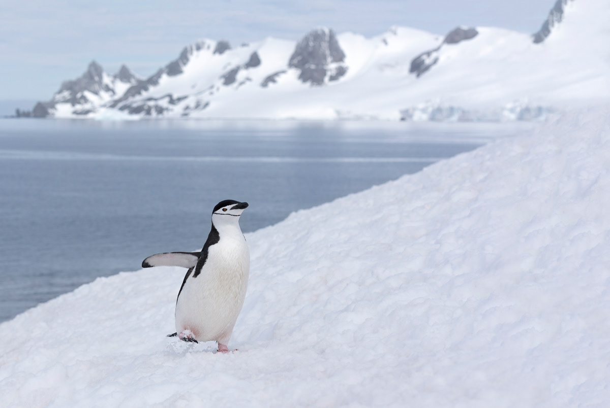 chinstrap penguin half moon island