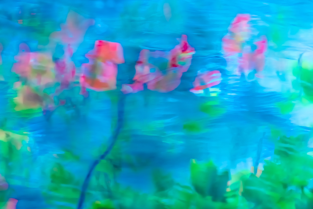 maple tree reflected in water (october)