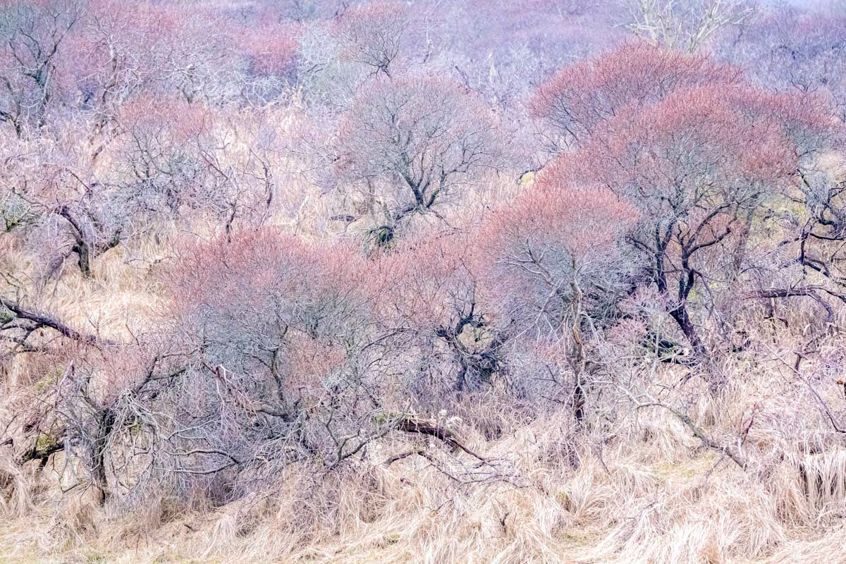 wintery colors in the dunes