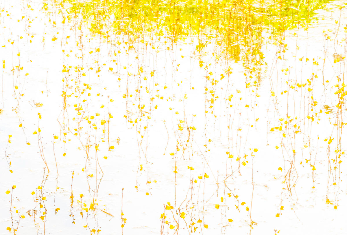 greater bladderwort high key