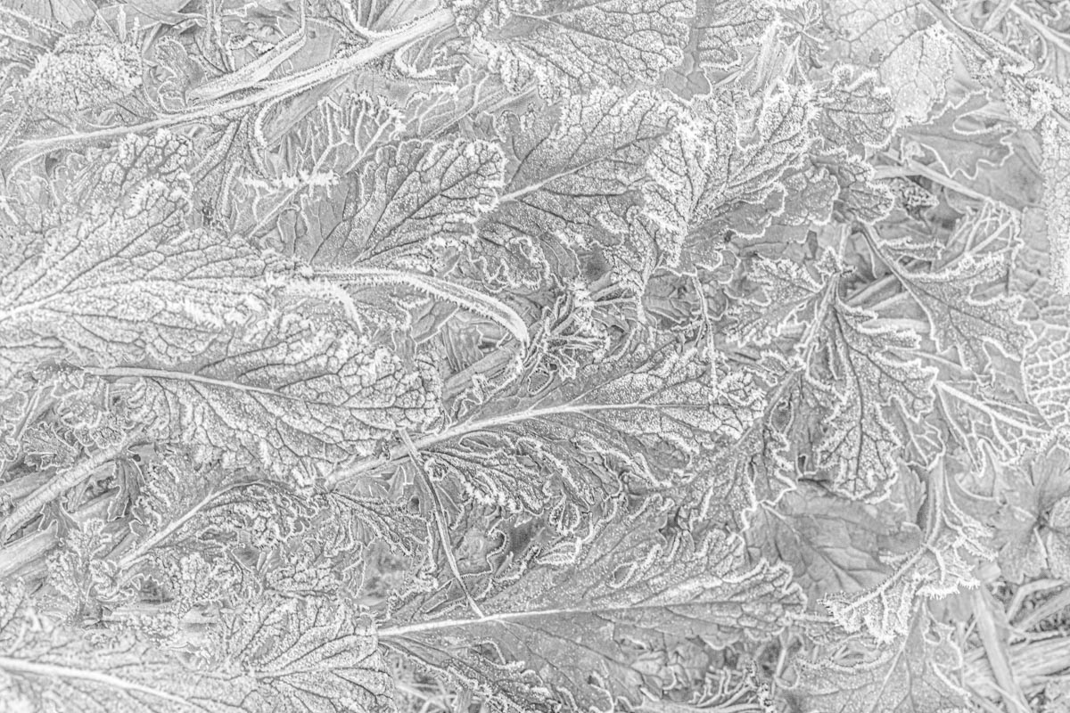 hoarfrosted leaves in january