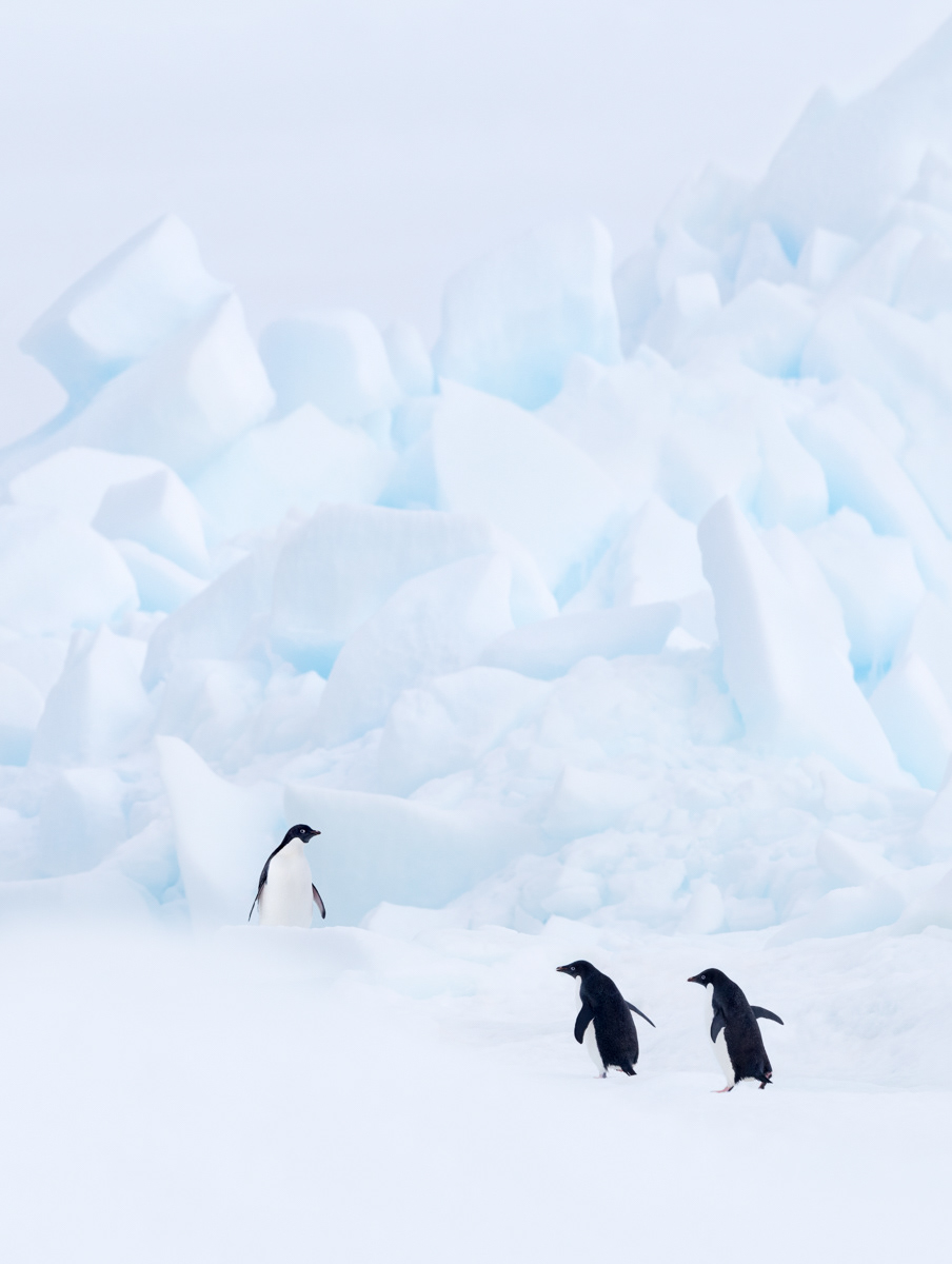 adélie penguins paulet island