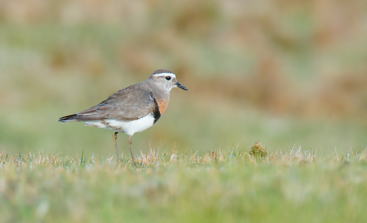 rufous-chested dotterel