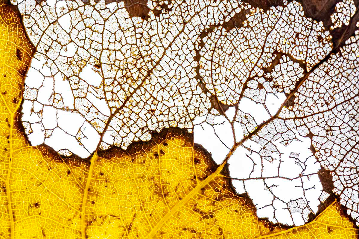 decay at the end of october