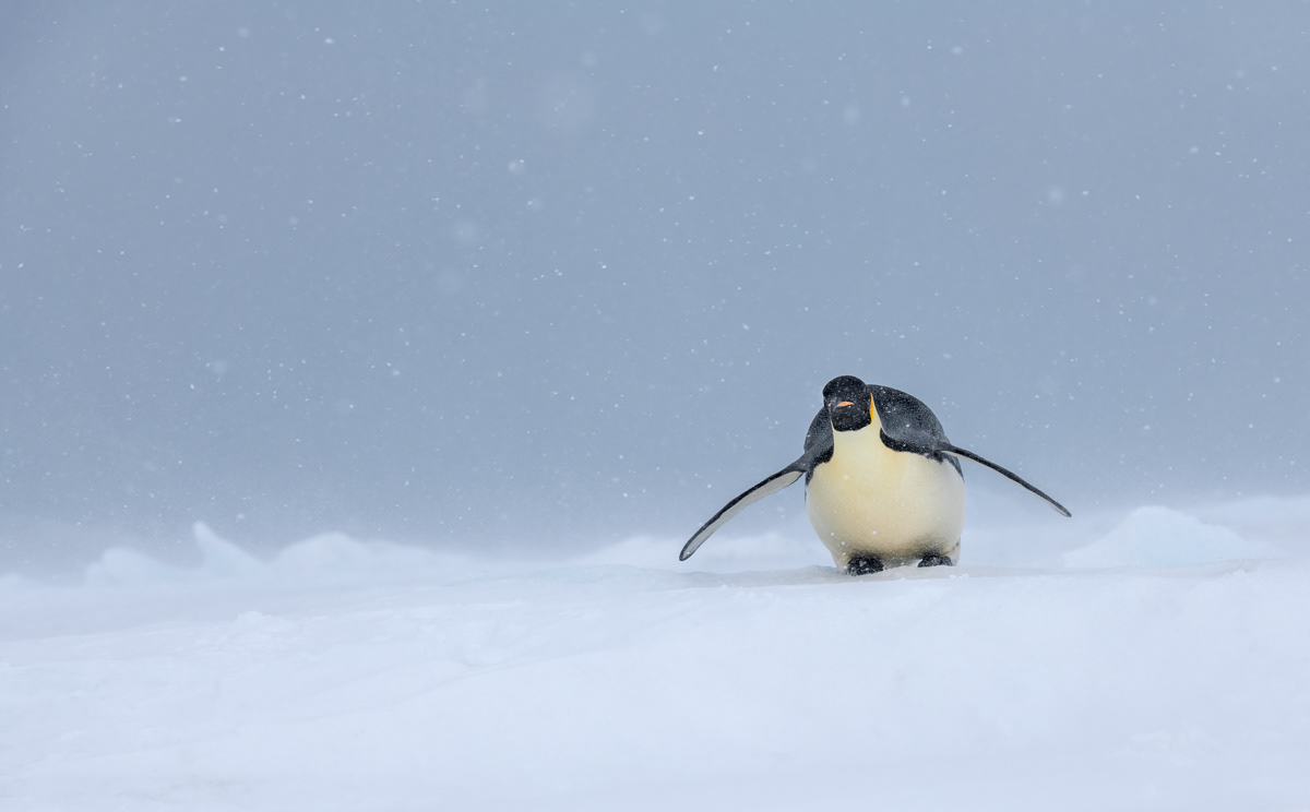 ready for some tobogganing
