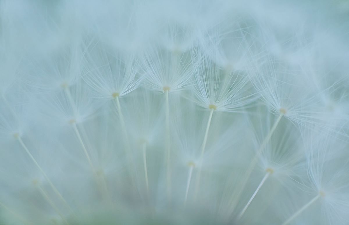 dandelion